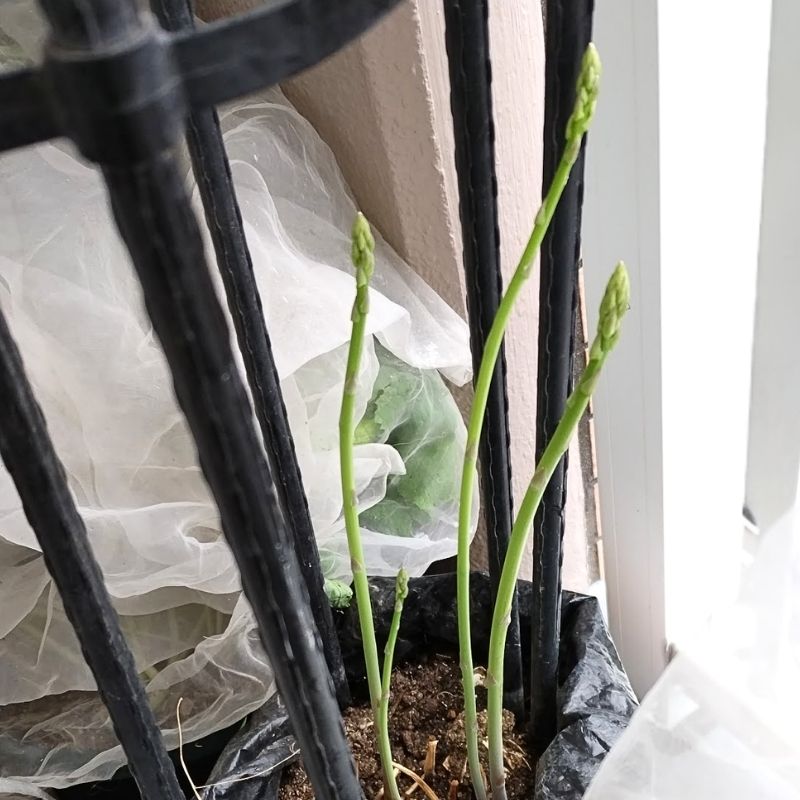 三月下旬のアスパラガス