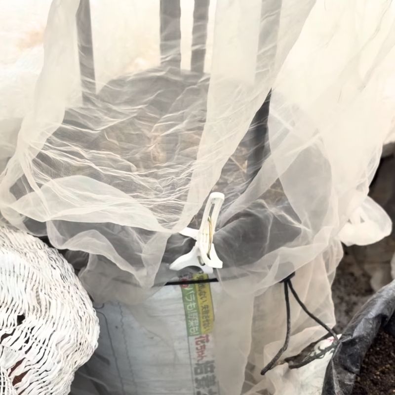 すぐに防虫ネットをかけました