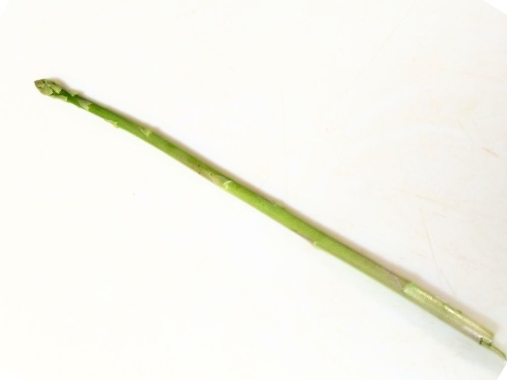 4月下旬に収穫したアスパラガス