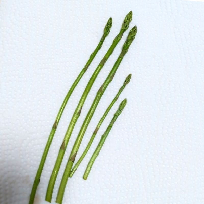 三月下旬に収穫したアスパラガス