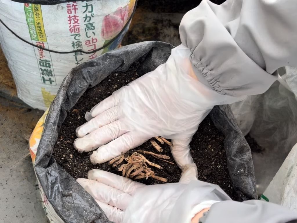 水やりで土が流れたり、くぼみに水がたまらないように、軽く押さえる