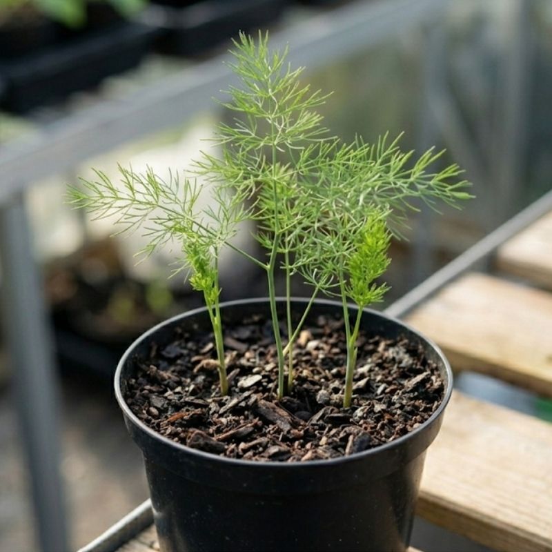 アスパラガスの苗