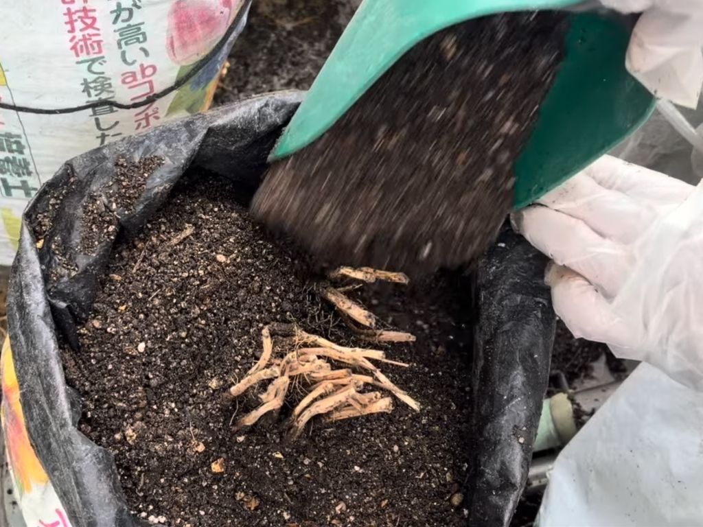 株元に堆肥を入れる