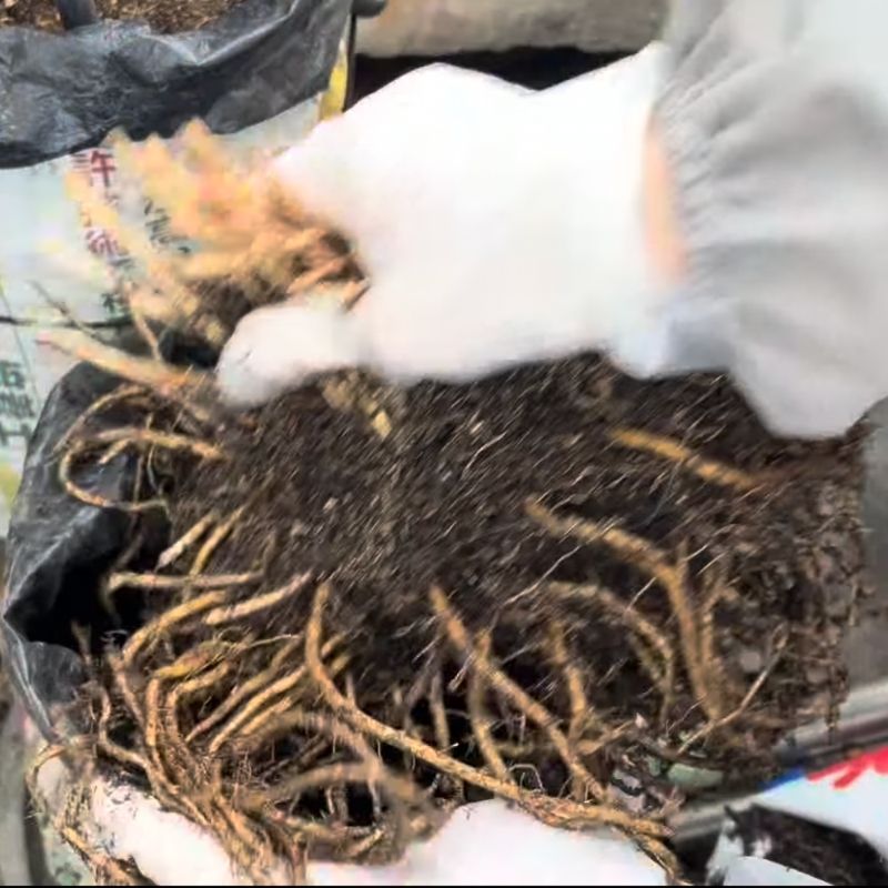 根がびっしりと生えていたため、広げずに袋の中へ優しく押し込みました