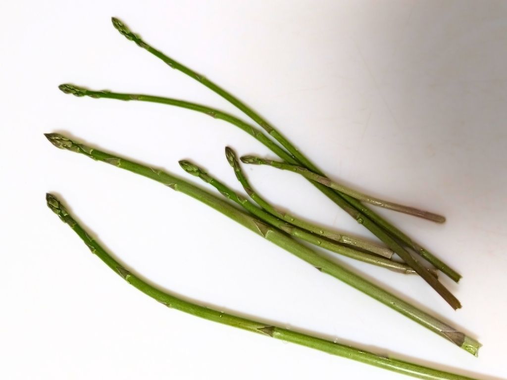 四月中旬に収穫したアスパラガス