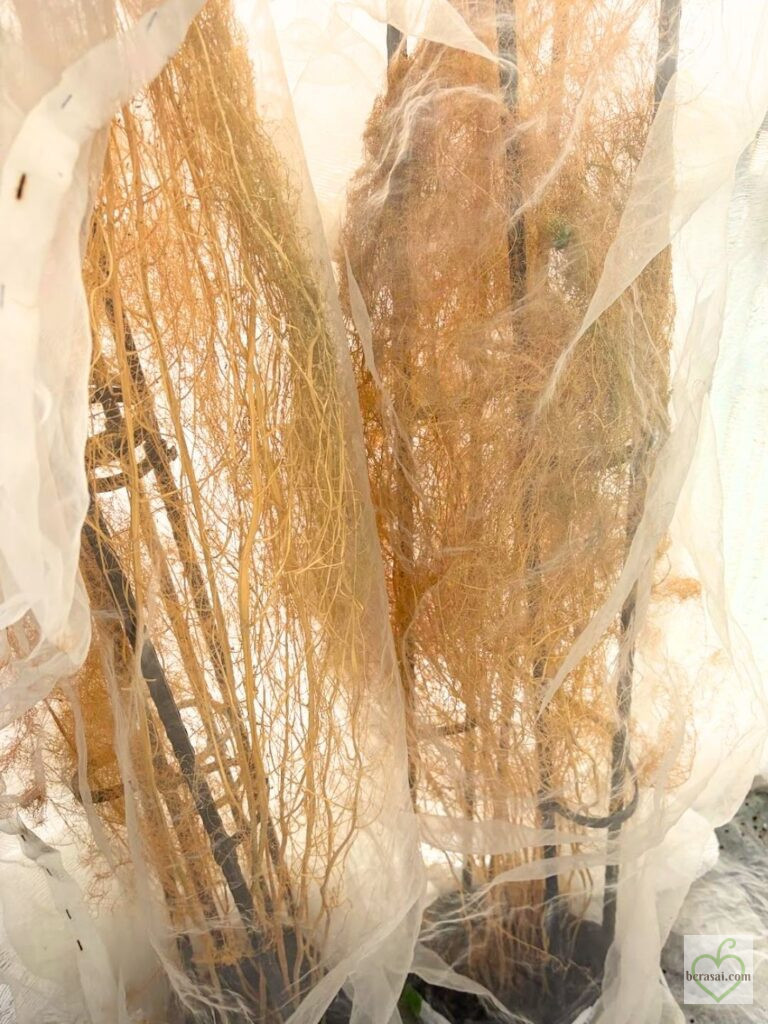 黄金色になったアスパラガスの茎