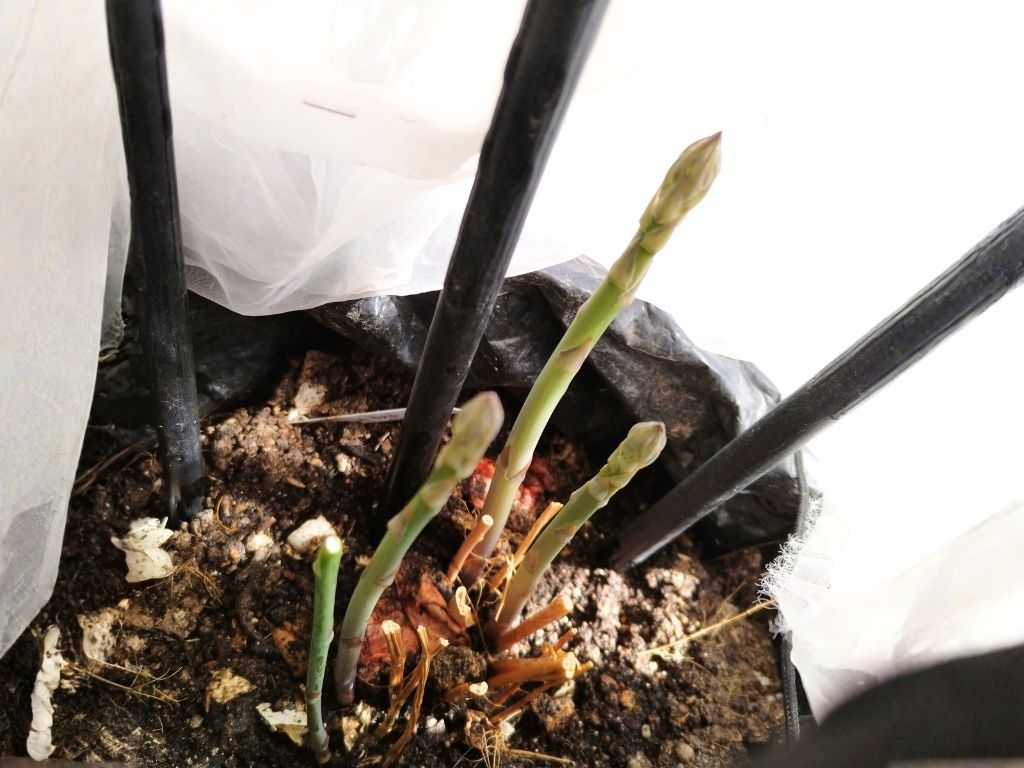袋栽培で芽を出したアスパラガス