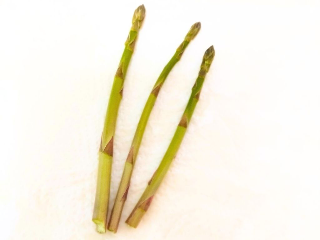 四月初旬に収穫した太いアスパラガス