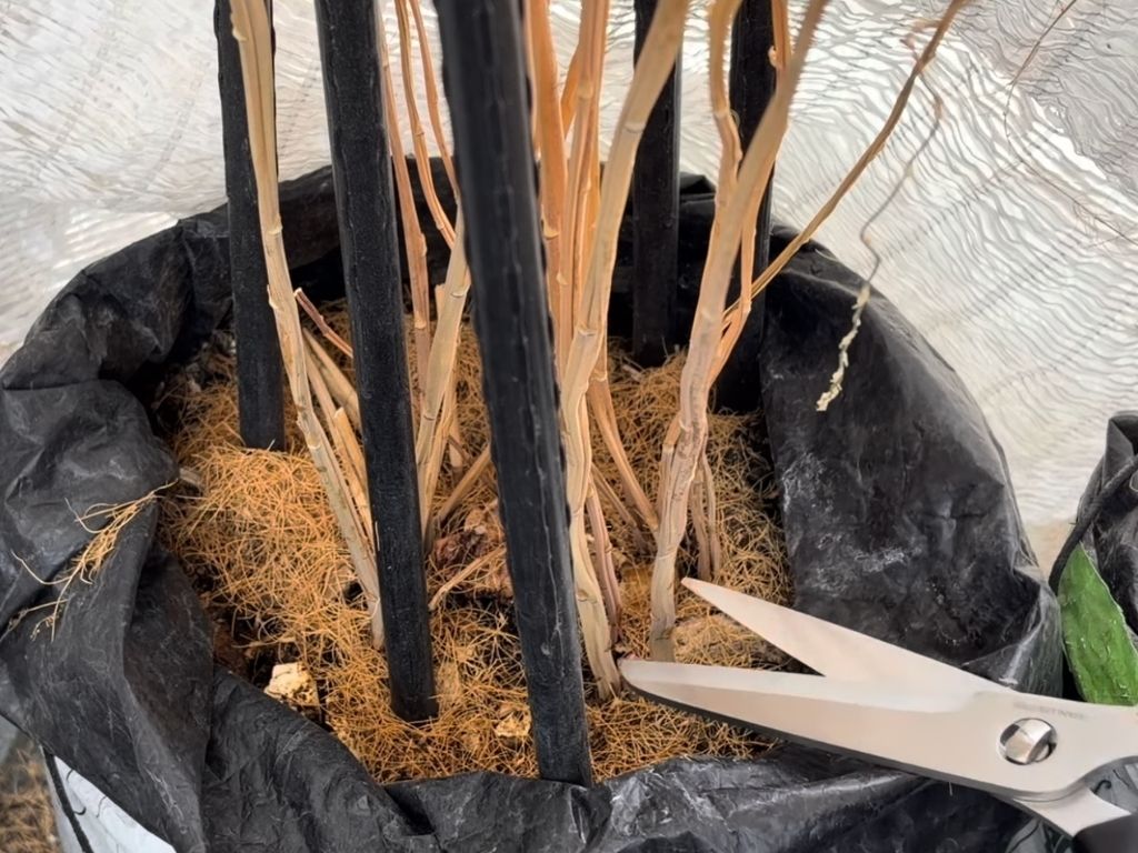 株元をカットする