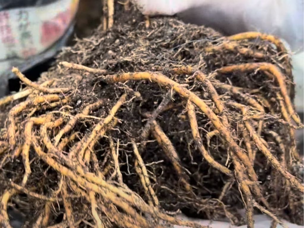 しっかりと育っていたアスパラガスの根