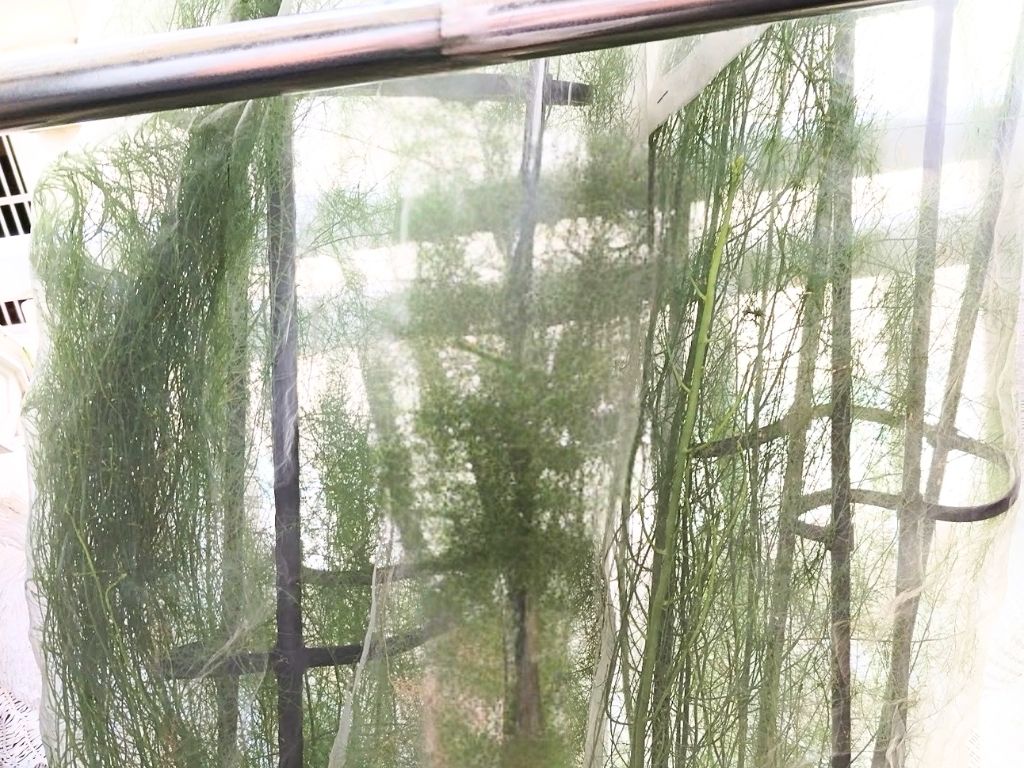 防虫ネット越しのアスパラガスの擬葉