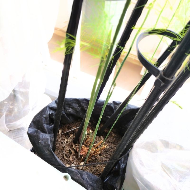 4月下旬のアスパラガス