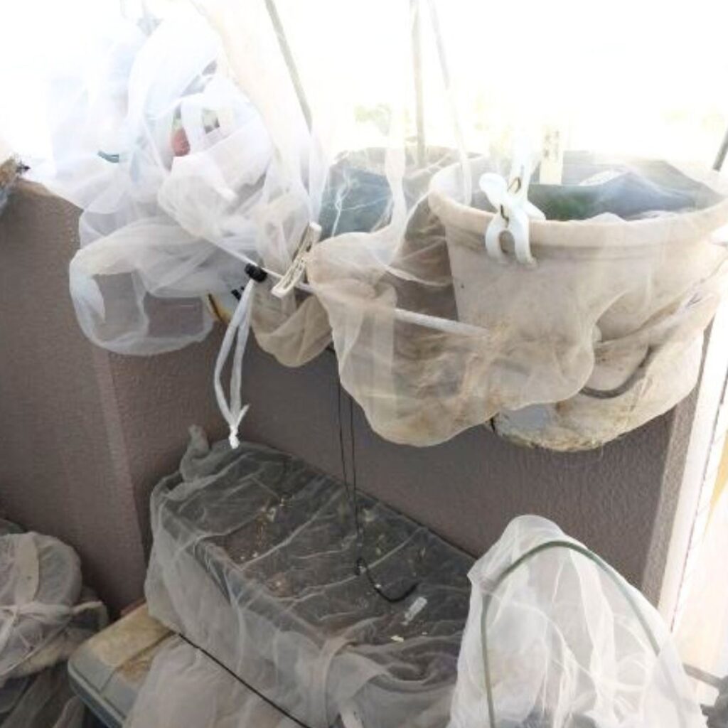 A planter covered with insect netting is placed lower down.