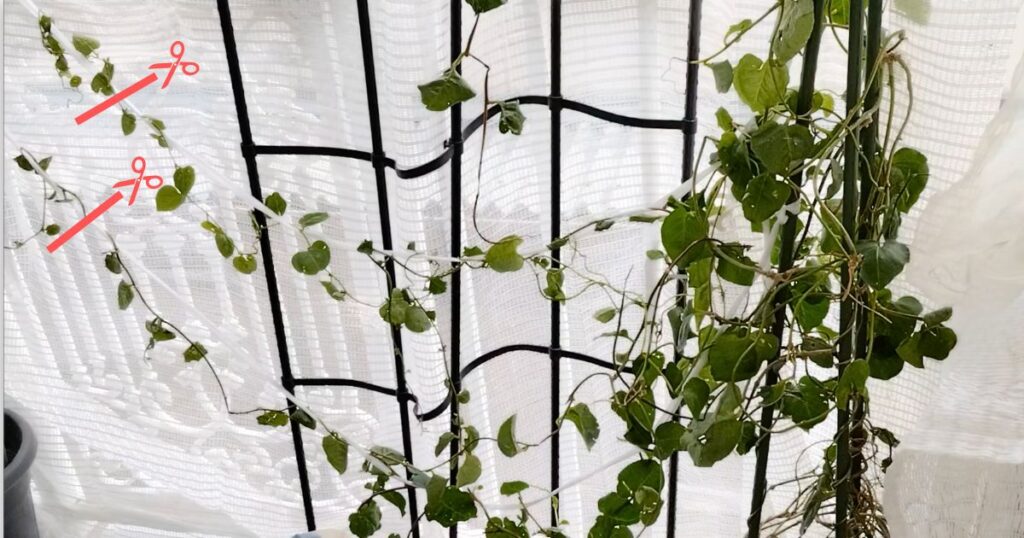 okawakame-pruning