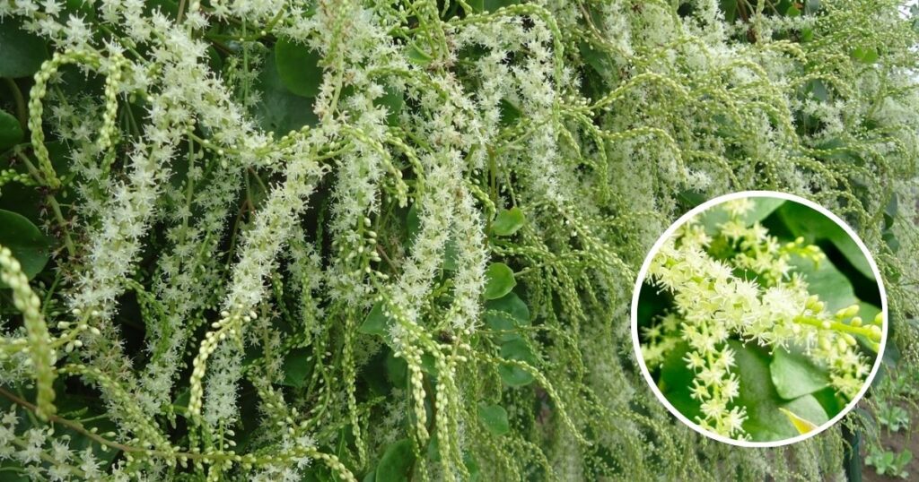 okawakame-green-curtain-flower