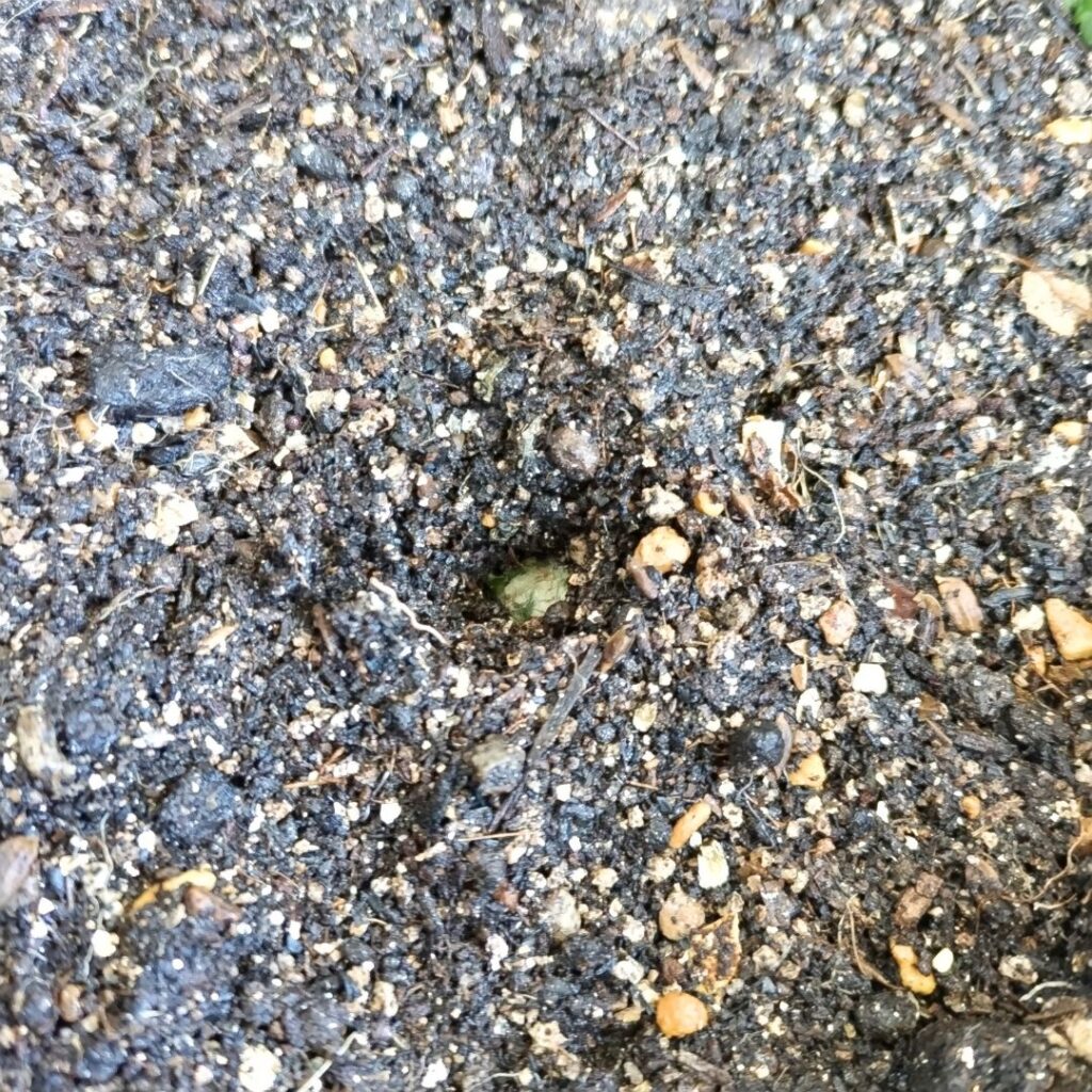 mukago-in-planting-hole