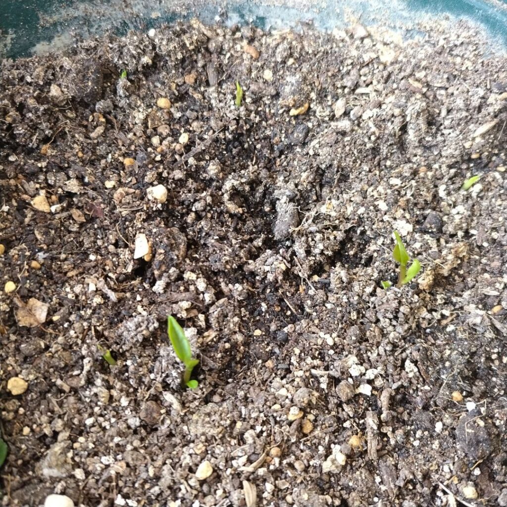 sprouted-mukago