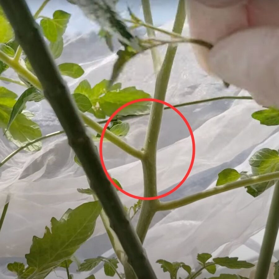 わき芽が取れている様子