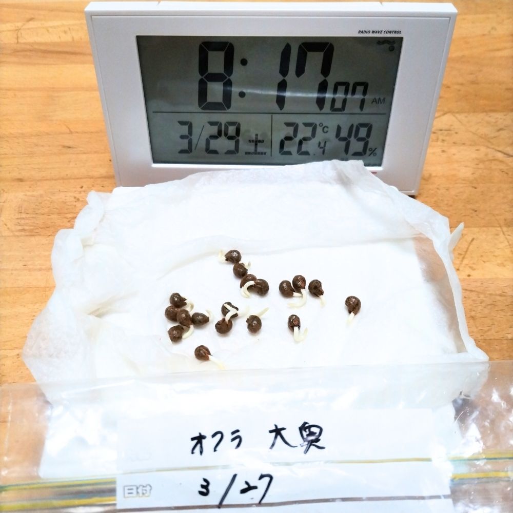 2日目の種
