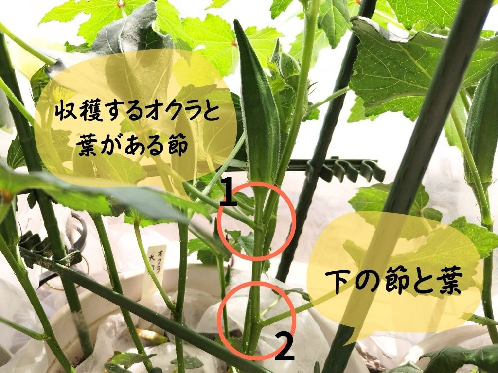 オクラの摘葉1