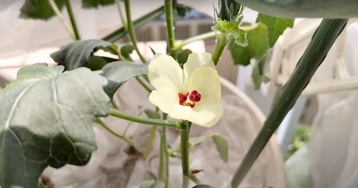 オクラの花