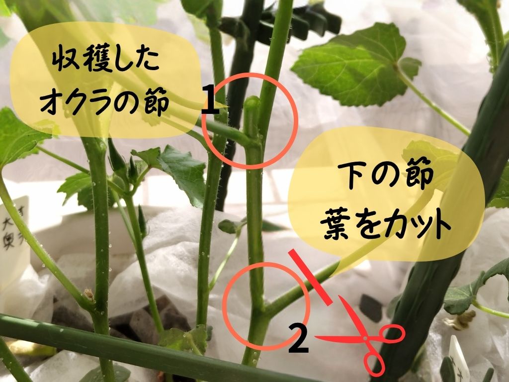 オクラの摘葉2
