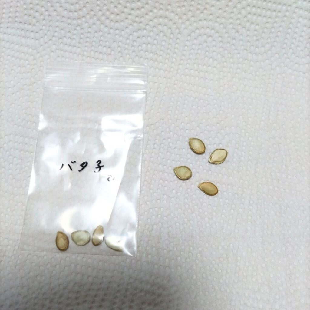 pumpkin-batakosan-seeds
