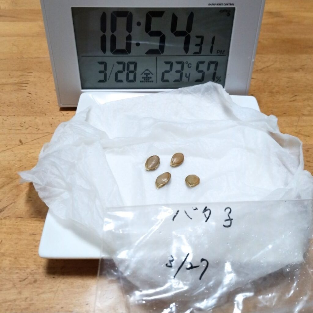 1日目の種