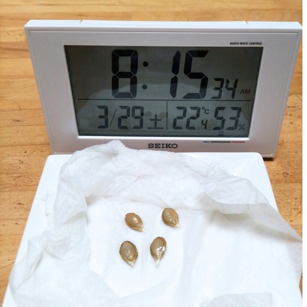 2日目の種
