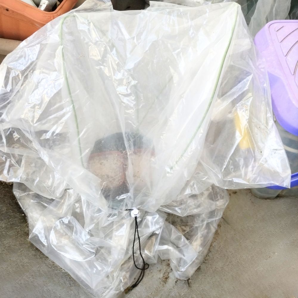 防虫ネット・保温用ビニール袋をかける」