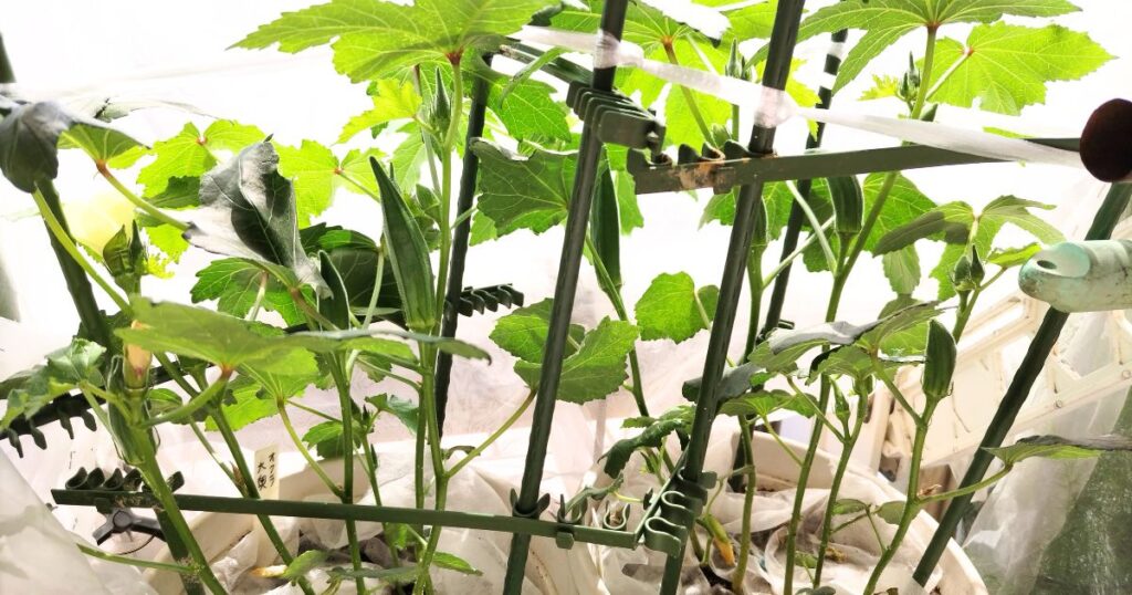 密植したオクラ