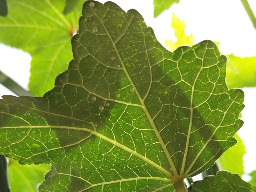 葉についた粒
