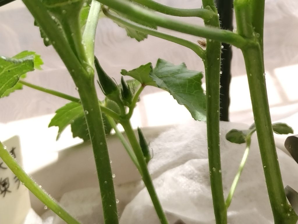 茎についた粒
