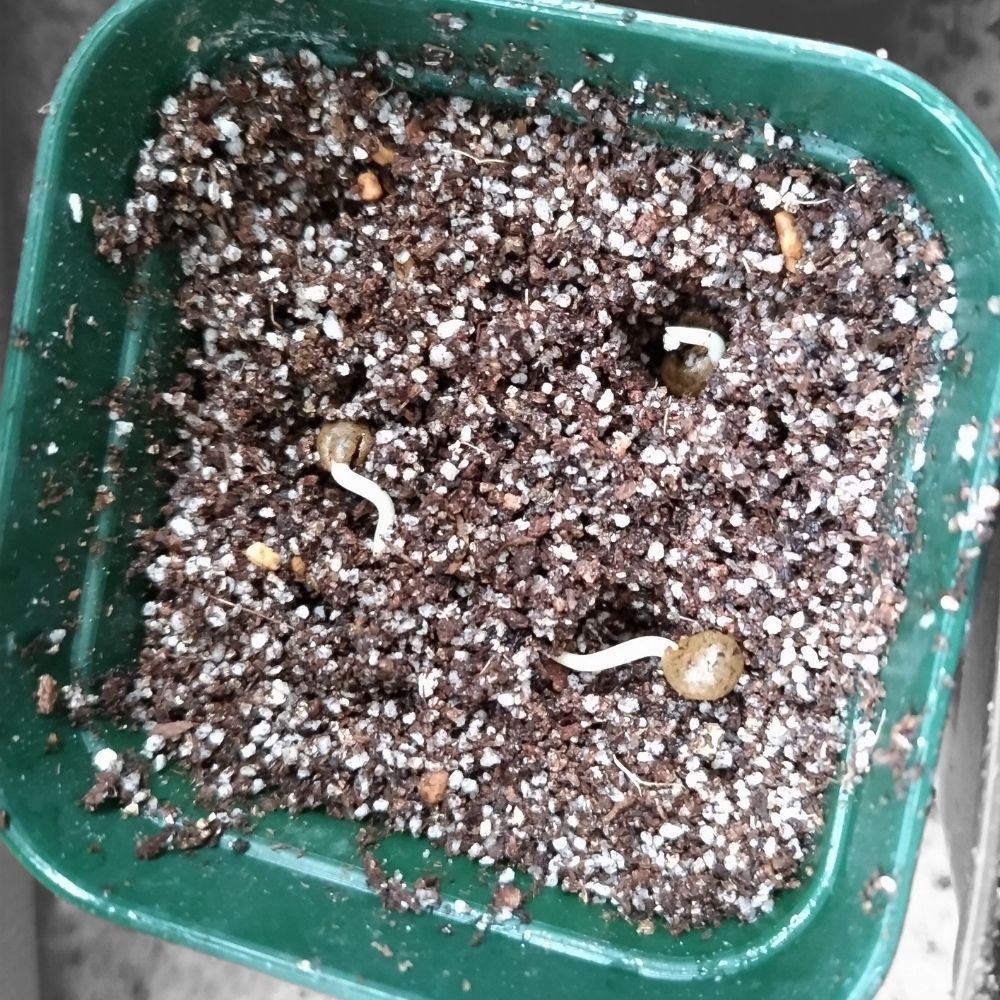 1カ所に1粒種をおく