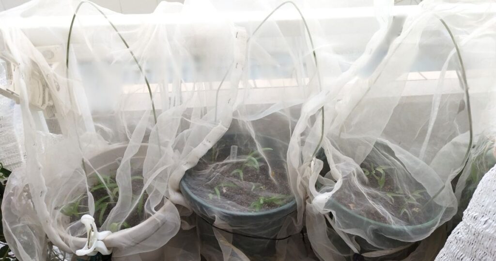 防虫ネットをかけた空心菜の鉢