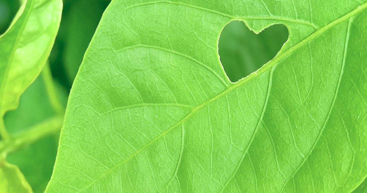 穴があいた野菜の葉