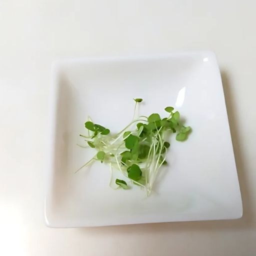 収穫した芽ジソ