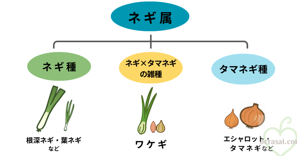 ネギの分類