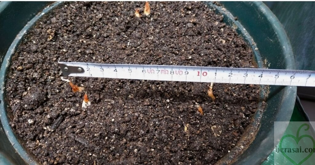 株間10〜15cm