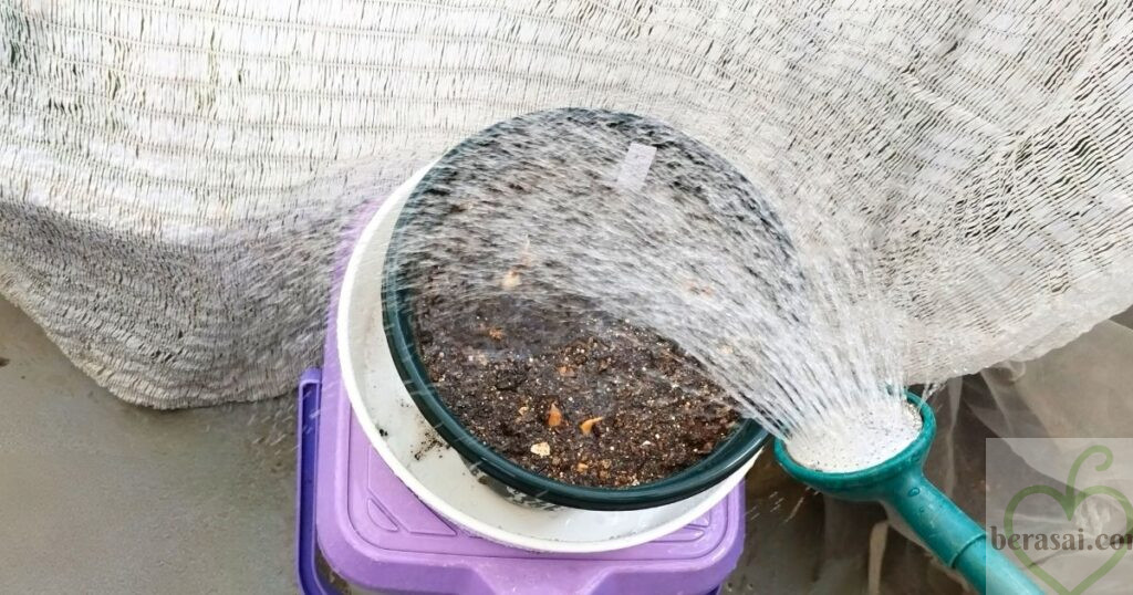 たっぷりと水やり