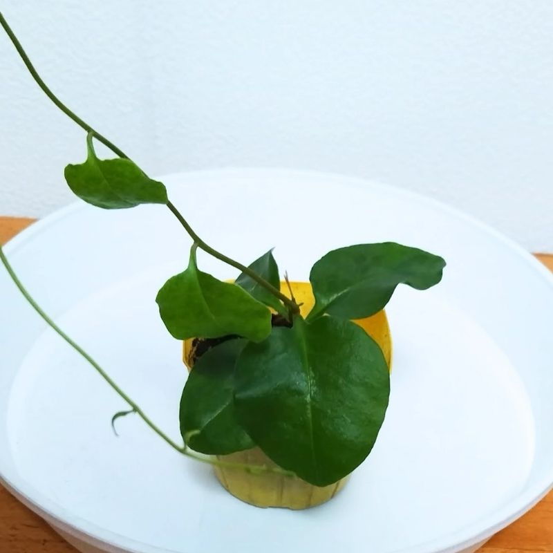 オカワカメの苗