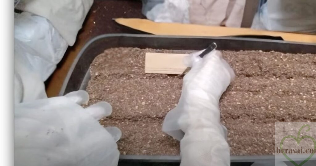 溝に種を置いていく