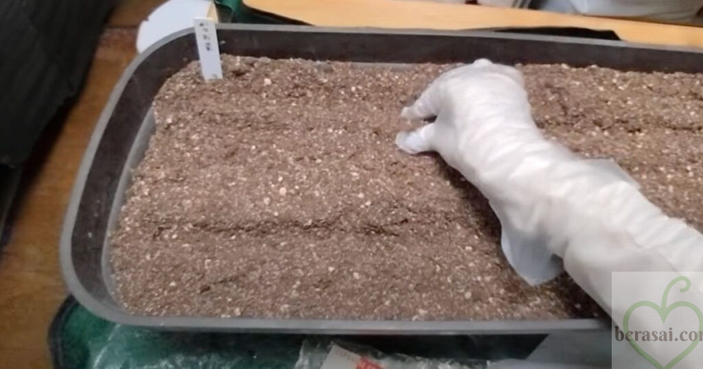 土をつまんで溝にかぶせる