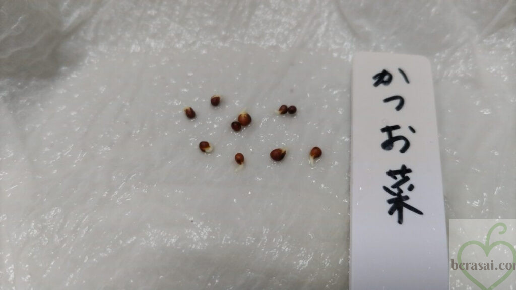 全ての種から発根