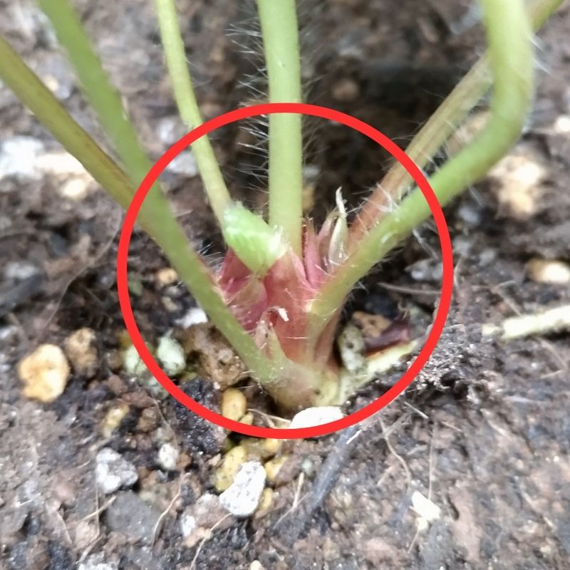 クラウン部分の拡大画像