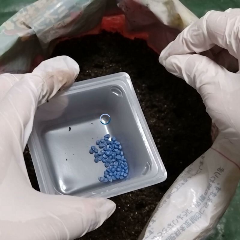 1穴に1粒ずつ種を入れる