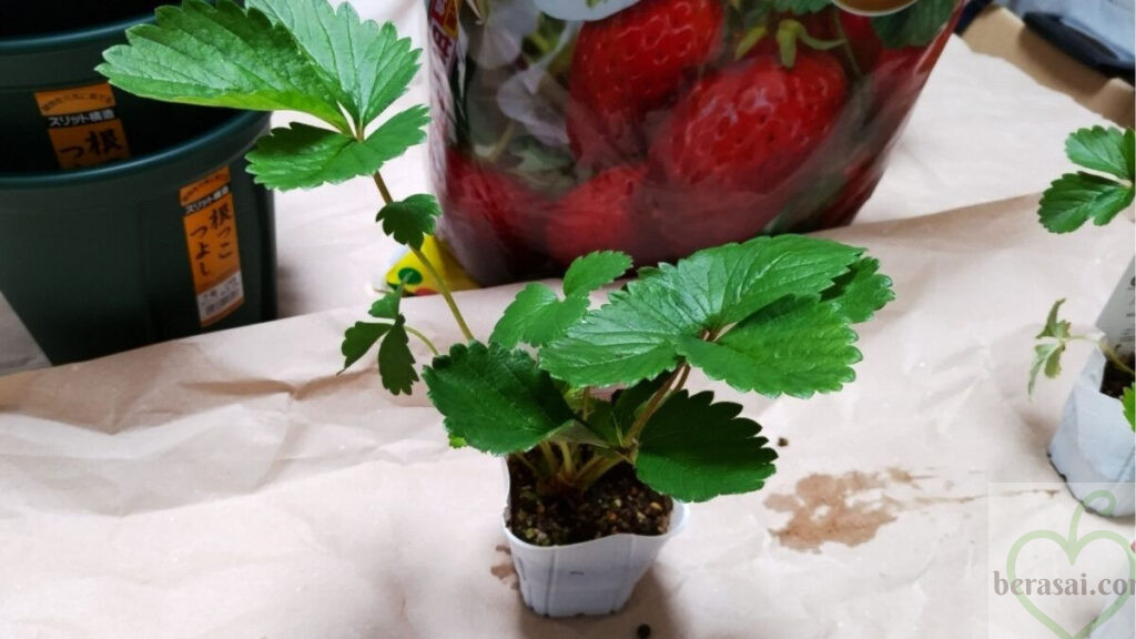 イチゴの苗