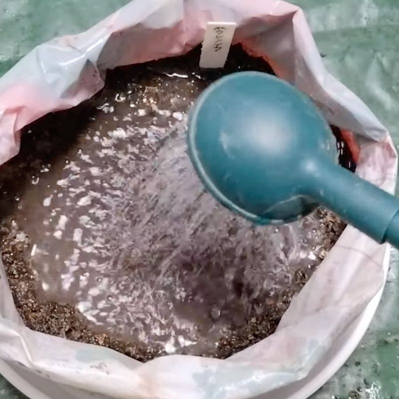 たっぷりと水やり