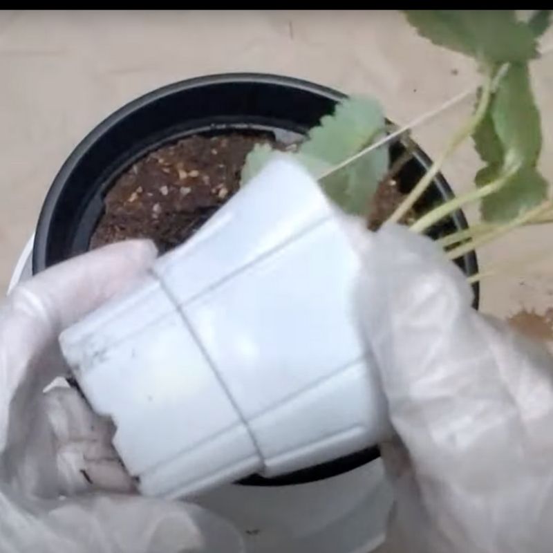 苗をポットからそっと抜く