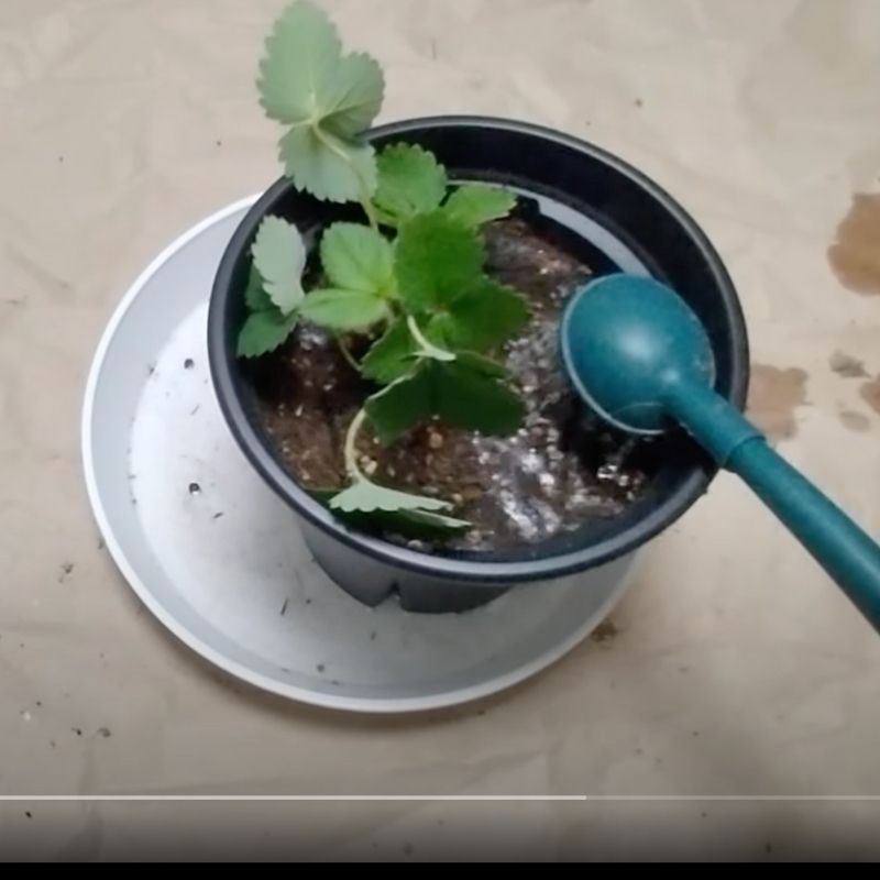 クラウンや葉に水がかからないように水やり